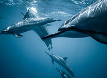 Kaiyun官网-北京国安新任体育总经理及主教练亮相“新工体”